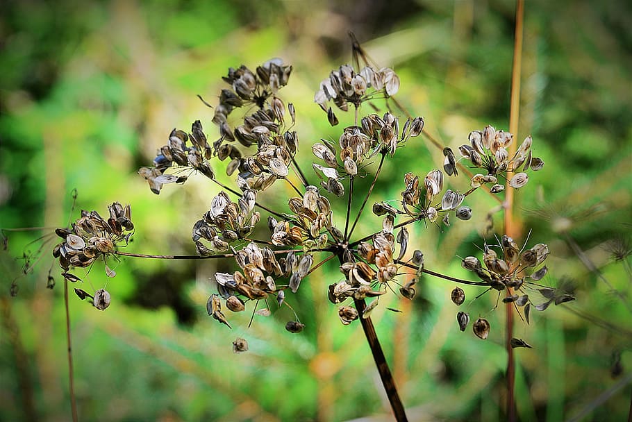 close-up photo, brown, withered, fennel flower, wild carrot, dry, flourished from, close, daisy family, withers