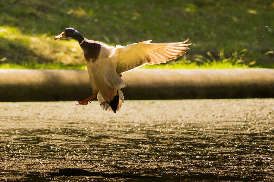superficial, foto de enfoque, blanco, marrón, ánade real, pato, volando, cerca, cuerpo, agua