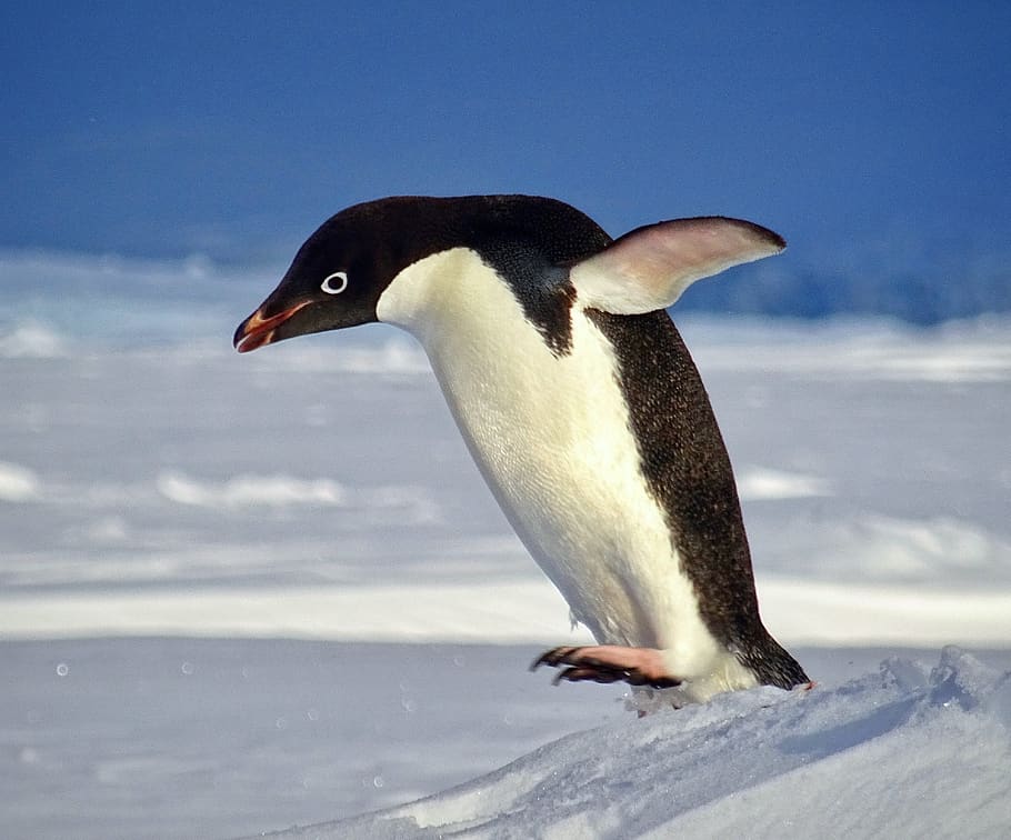 penguin, flying, fly, dream, antarctica, happy, wildlife, animal, sweet, polar
