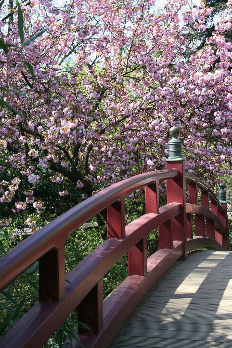 tree, flower, nature, park, plant, japanese garden in leverkusen, bridge, japanese, cherry blossom, zen