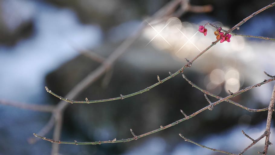 spindle, winter, snow, branch, nature, tree, season, outdoors, frost, plant