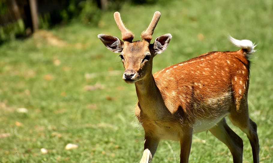 brown, spotted, deer, spotted deer, red deer, roe deer, antler, nature, animal, wild