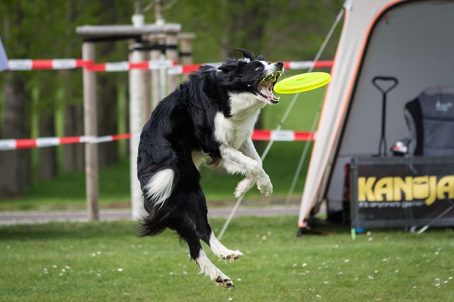 dog, frisbee, motion recording, nature, border collie, sport, hundesport, jump, animal, animal themes
