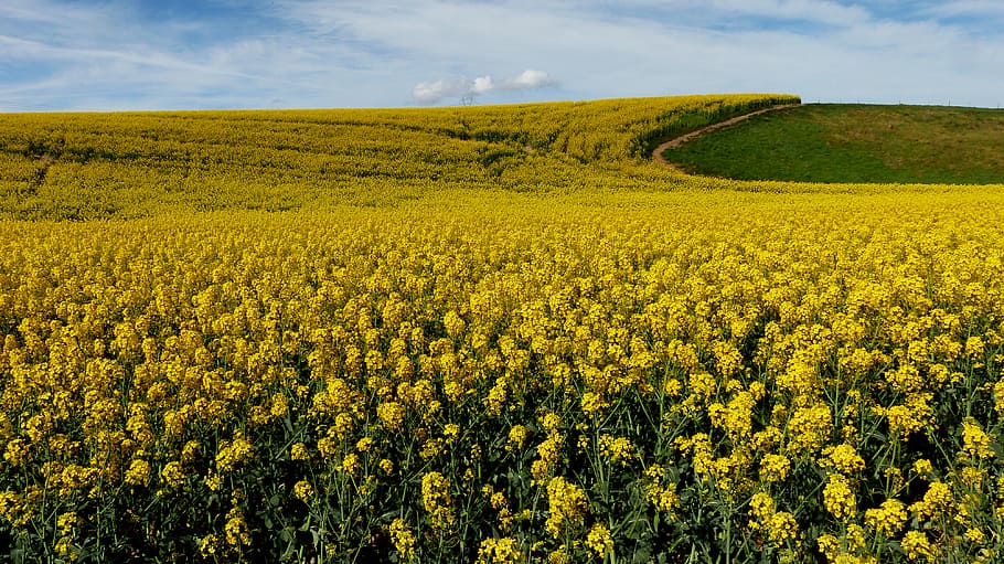 Fields, Gold, Canola, yellow flower field, yellow, landscape, beauty in nature, land, environment, scenics - nature