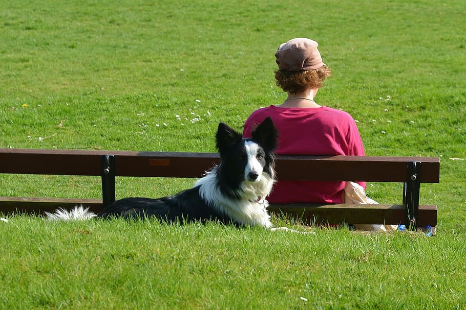 woman, sitting, bench, behind, black, white, border collie, grass field, daytime, dog