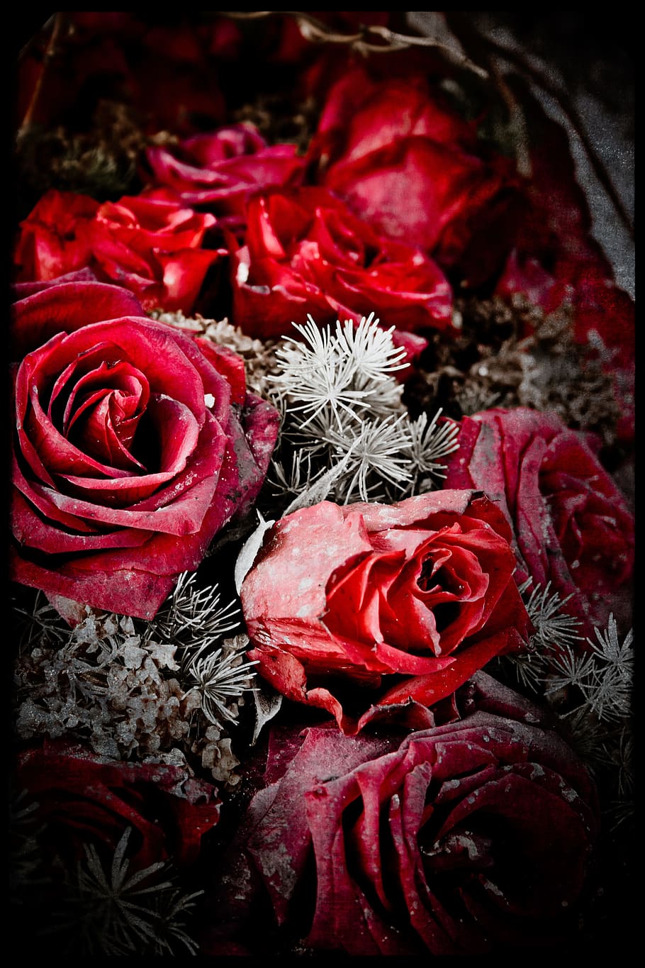foto close-up, merah, mawar, buket, dingin, alam, bunga, kefanaan, salju, matang