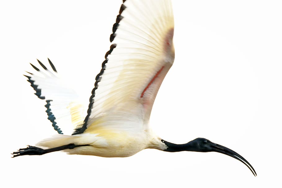 sacred ibis, white, flight, animal themes, animal, animal wildlife, vertebrate, flying, bird, one animal