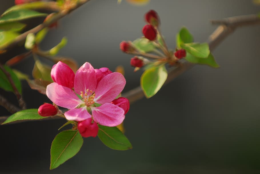 pink, 5-petaled, 5- petaled flower plant, spring flowers, flowers, pink flower, nature, landscape, plant, petal