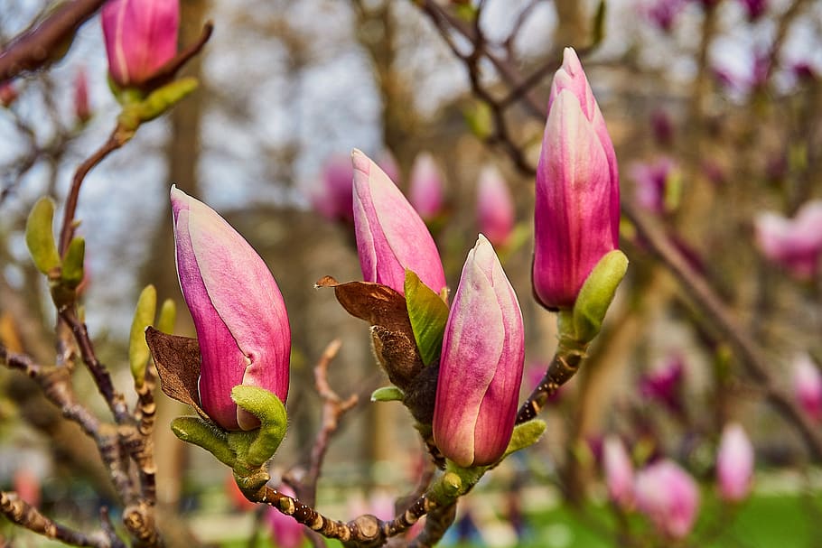 tulipán magnolia, magnolia × soulangeana, magnolia, flor de magnolia, cerca, flor, florecer, rosa, blanco, magnoliengewaechs