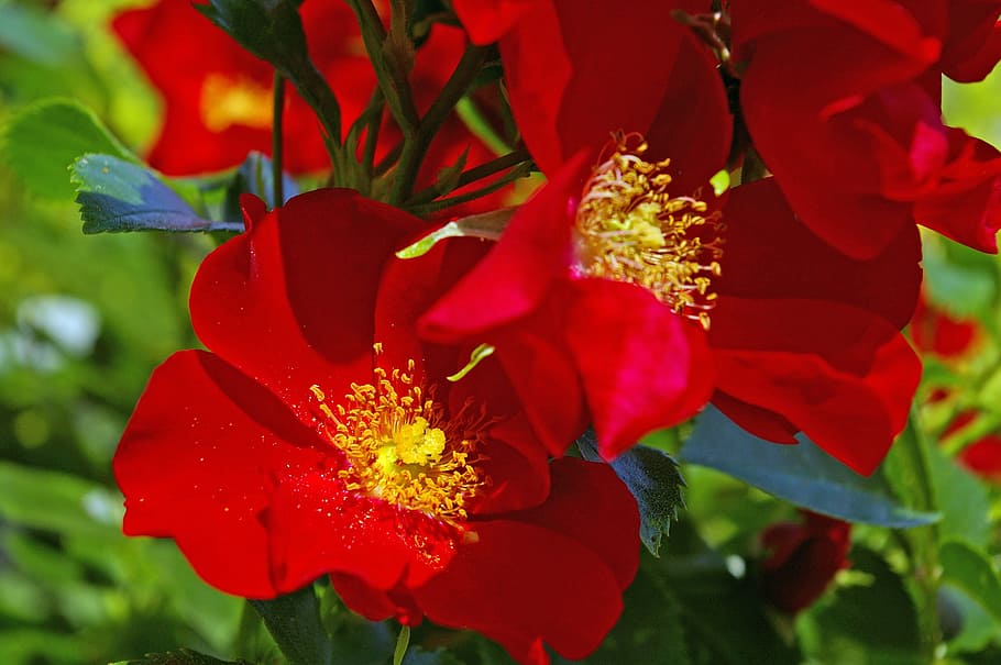Ground Cover, rose, ground cover rose, red, stamens, blossom, bloom, garden, nature, summer