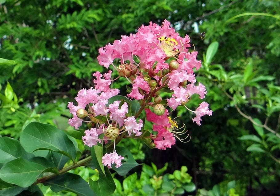 crape myrtle, flower, pink, saoni, lagerstroemia indica, lythraceae, goa, india, flowering plant, plant