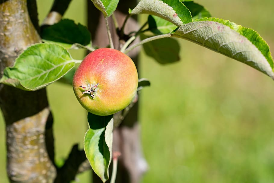 manzana, bio, bio manzana, jardín, en el jardín, huerto, verano, naturaleza, planta, maduro
