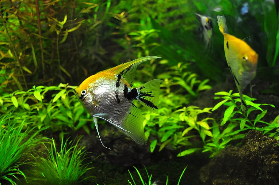 three, yellow-and-gray angelfish, underwater, fish, tank, aqua, decorative, zoo, world, aquatic
