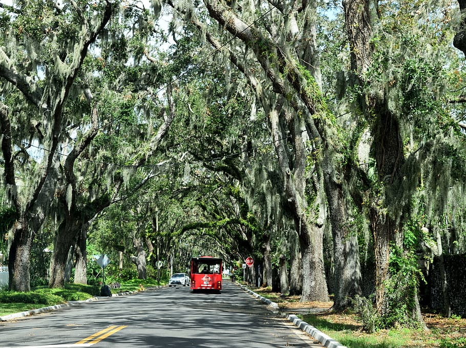 magnolia street, famous, historic, spanish moss, shaded, trees, foliage, outdoors, landscape, st augustine