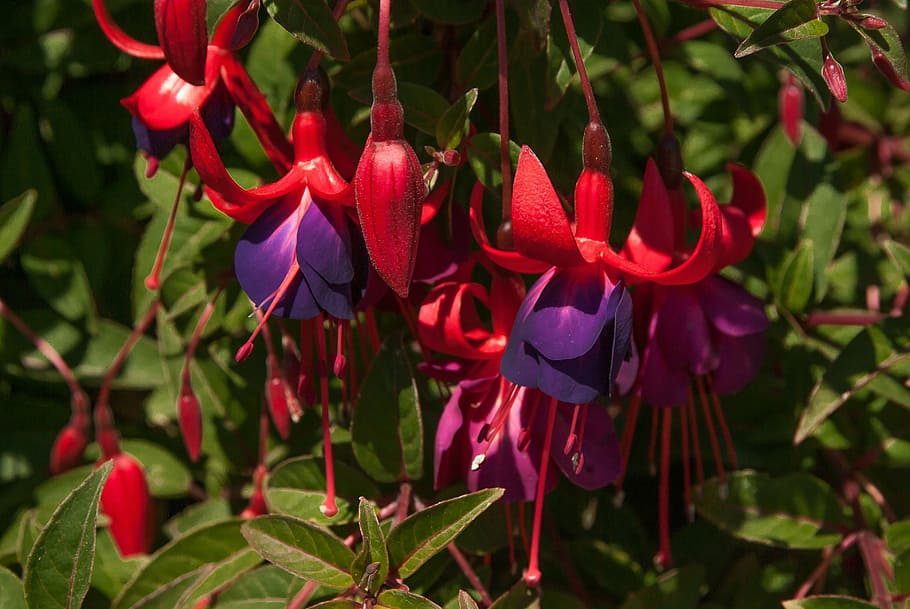 fuchsia, bells, flowers, garden, plant, flower, flowering plant, beauty in nature, growth, red