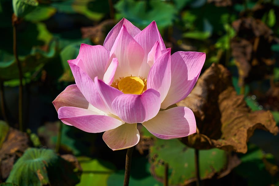 blooming, pink, lotus flower, close-up photography, lotus, plant, flower, nature, leaves, petals