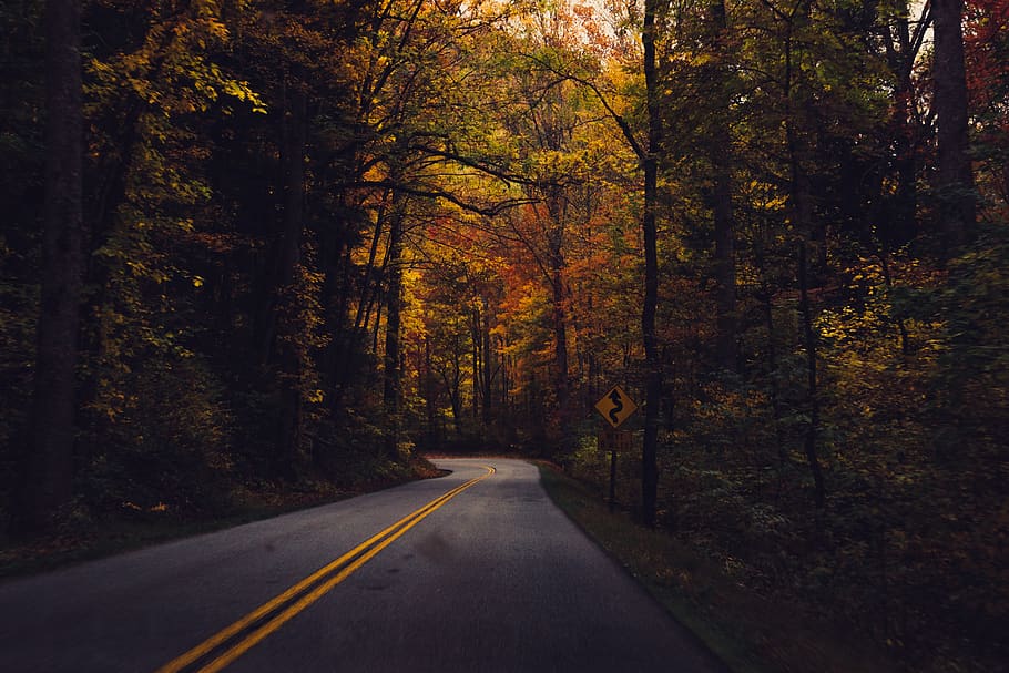 rural, sinuoso, camino, árboles, bosque, bosques, otoño, naturaleza, árbol, la carretera