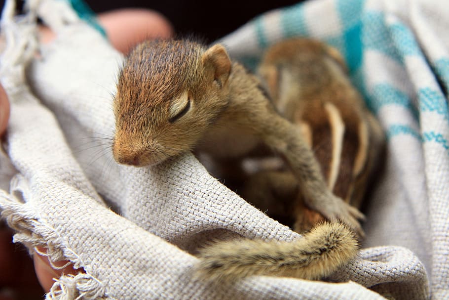 Baby Squirrel Squirrel Animal Cute Mammal Adorable Rodent Pets Animal Themes One Animal Pxfuel