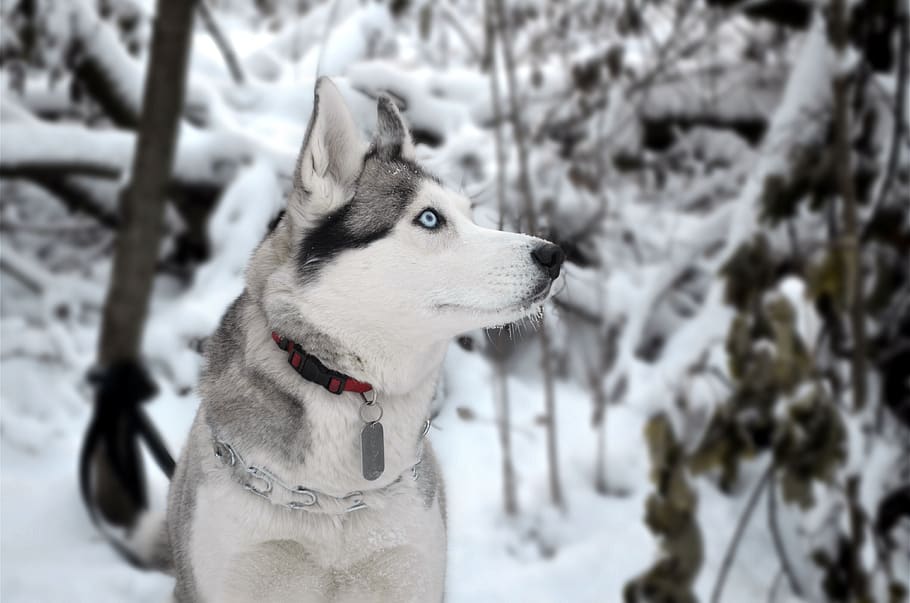 dog, siberian, husky, winter, forest, snow, portrait, blue, eyes, one animal