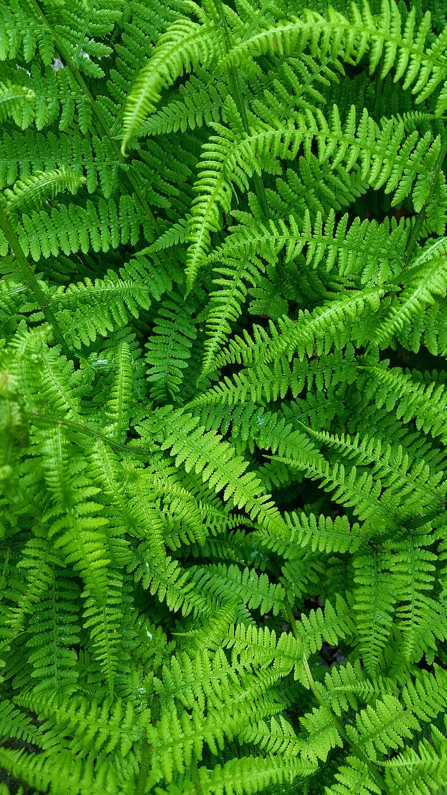 leaf, nature, fern, plant, growth, green color, backgrounds, full frame, plant part, close-up