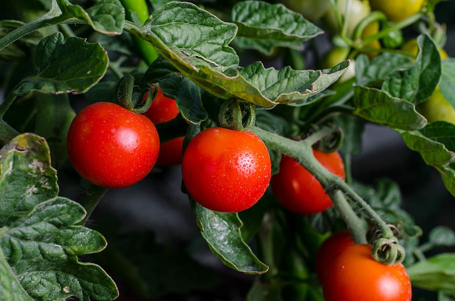fotografía macro, rojo, frutas, alimentos, vegetales, hojas, saludable, jardín, agricultura, tomate
