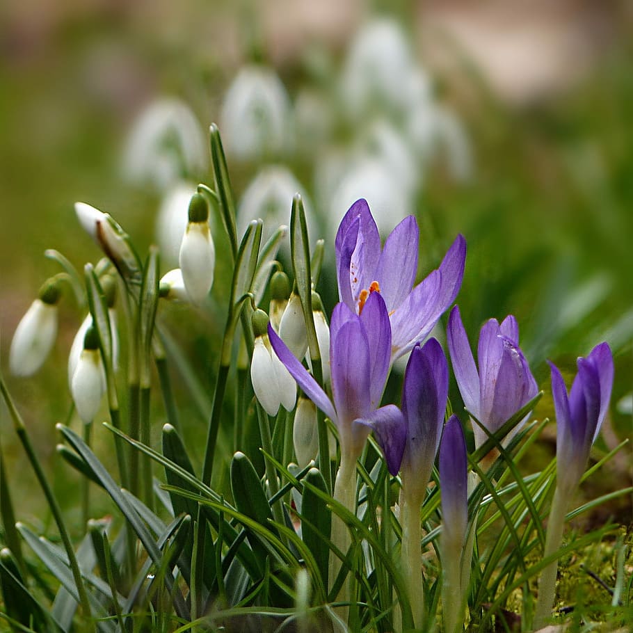 white, purple, snow drop flowers, nature, plant, snowdrop, galanthus, closed, short, tender