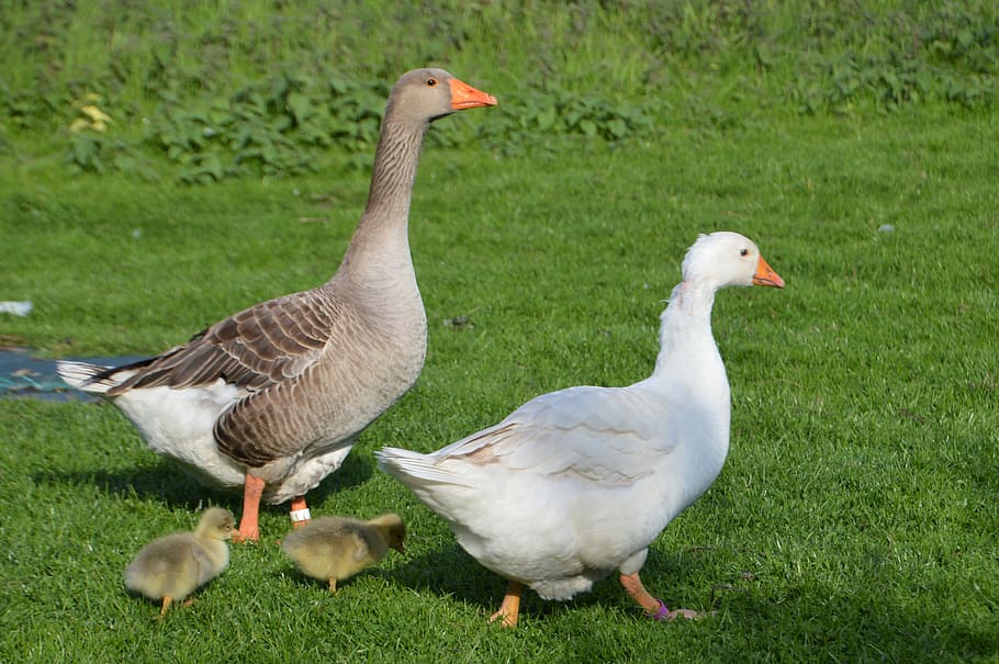 breeding, goose, plumage, poultry, pen, farm, ranting, waterfowls, animal, couple