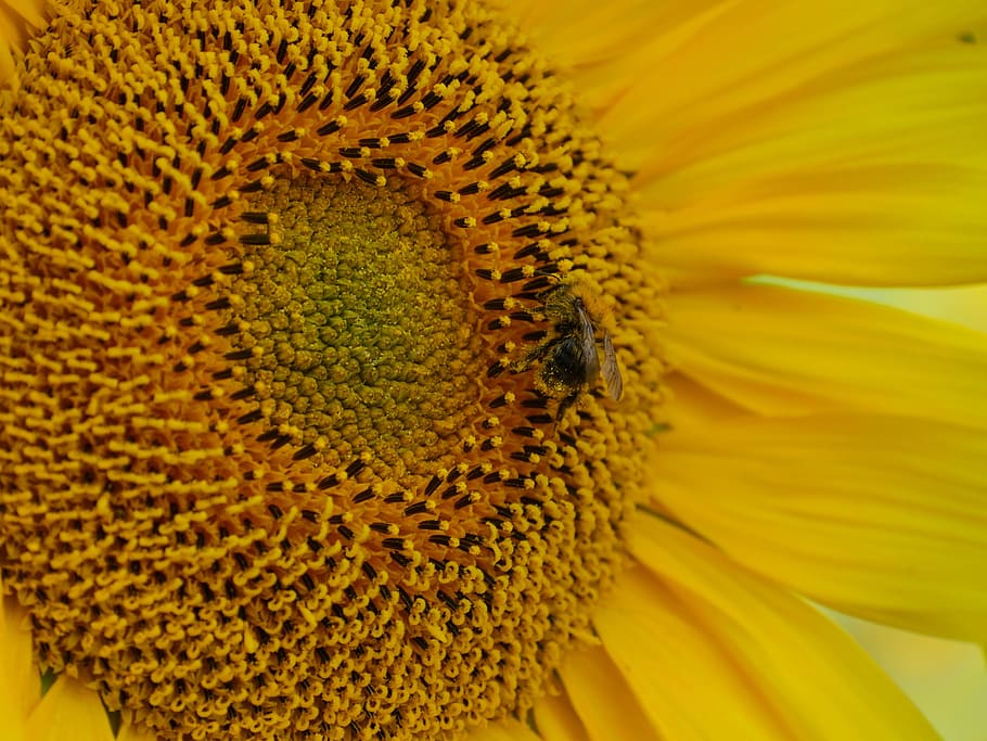 sun flower, bee, pollination, pollen, bee pollen, blossom, bloom, field, summer, alone