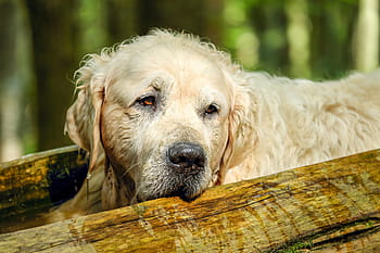 golden-retriever-dog-retriever-male-royalty-free-thumbnail.jpg