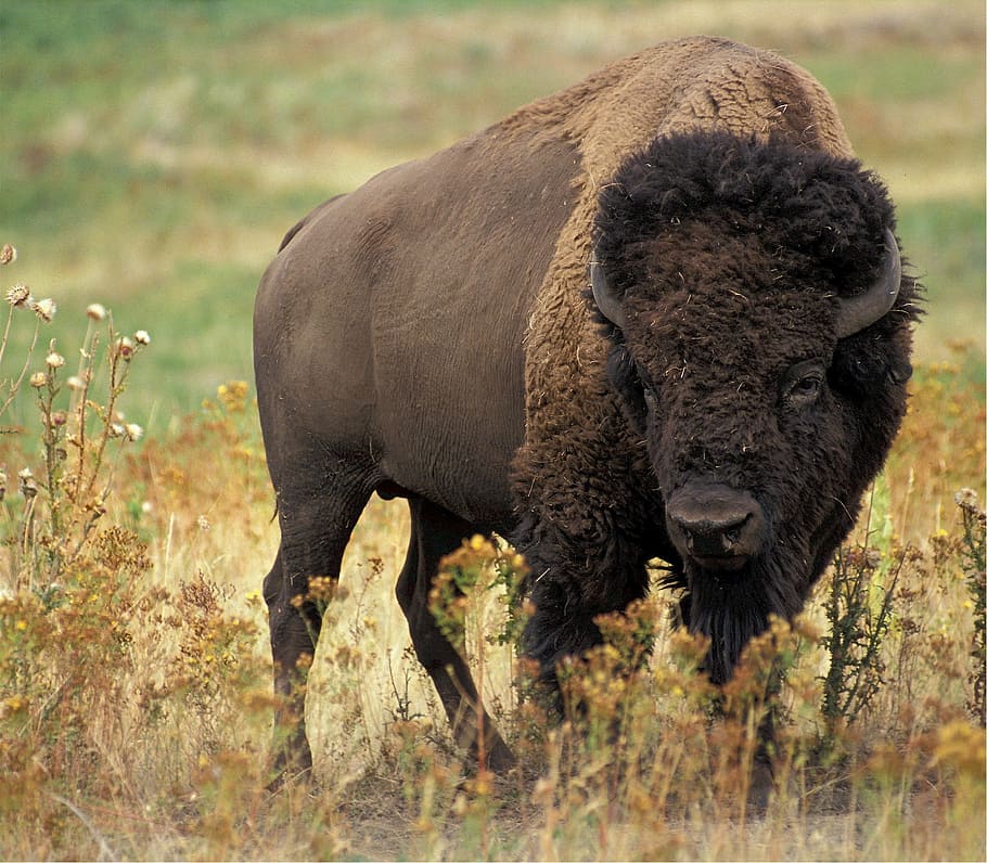 brown, bison, standing, green, grass field, daytime, buffalo, american, animal, mammal
