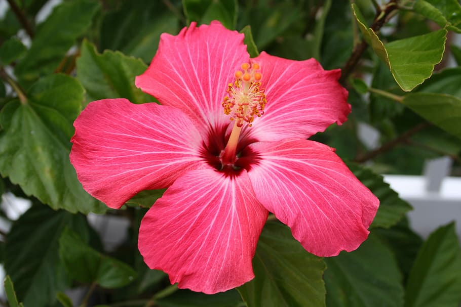 選択的 フォーカス ピンク ハイビスカスの花 植物 花 ハイビスカス 花びら 赤 熱帯 Pxfuel