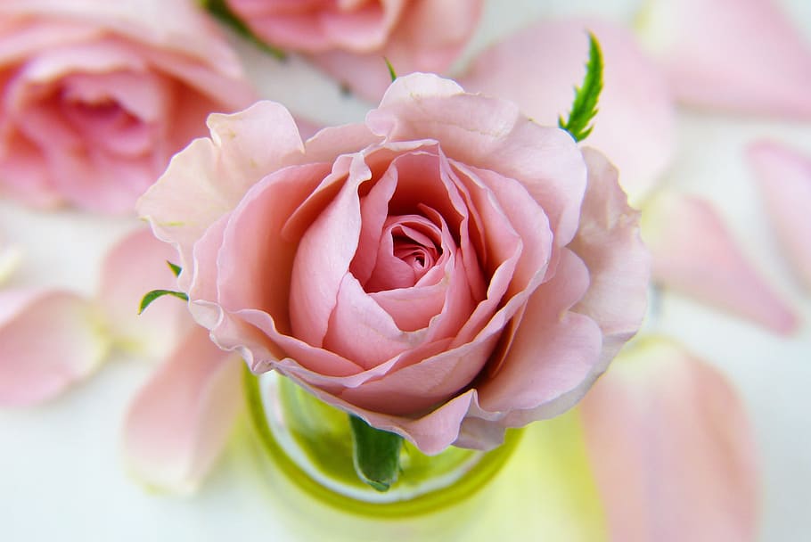 foto fokus, anyelir, pink, mawar, bunga, cinta, daun bunga, minyak, minyak esensial, memberkati Anda