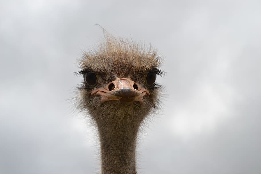 ostrich, face, south africa, big eyes, hairy, emu, africa, beak, feather, flightless