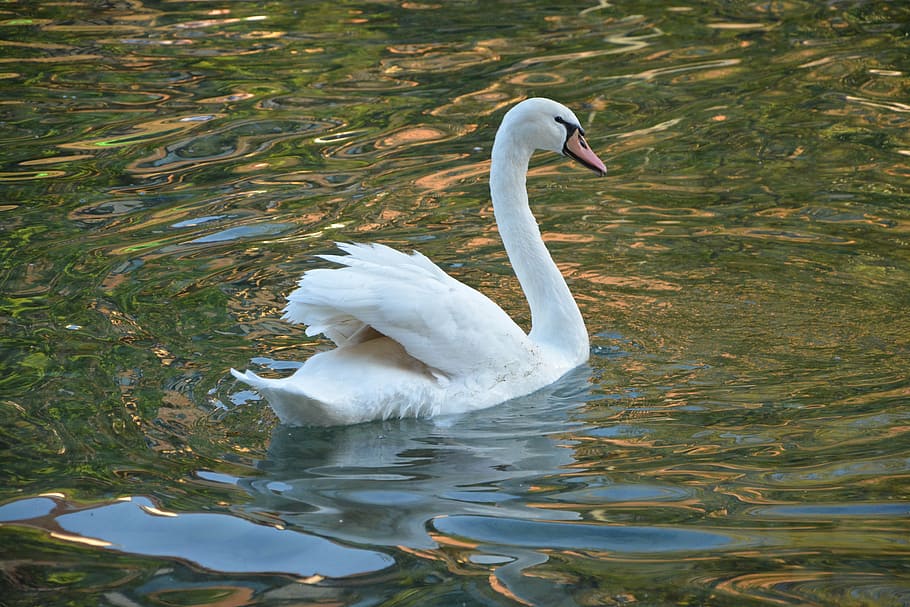 swan, white, majestic, animal, plumage, feathers, lake, annecy, good looking, bird