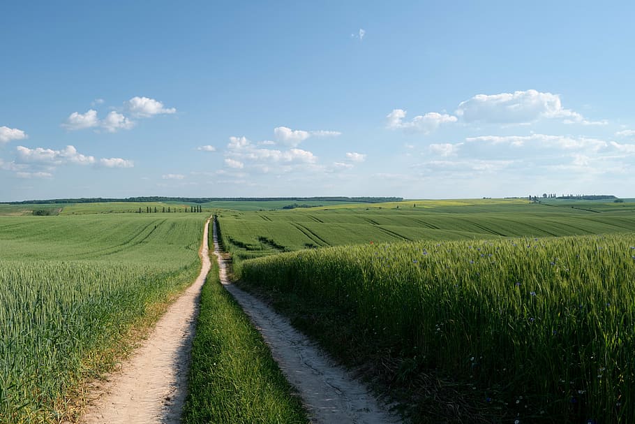 pathway, grassy, fields, field, road, wheat, agriculture, the way, nature, landscape