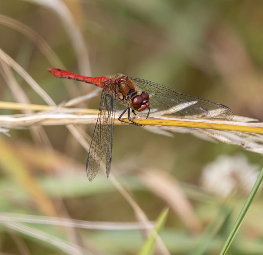 ruddy-darter, dragonfly, nature, insect, pattern, texture, transparent, wings, red, eyes