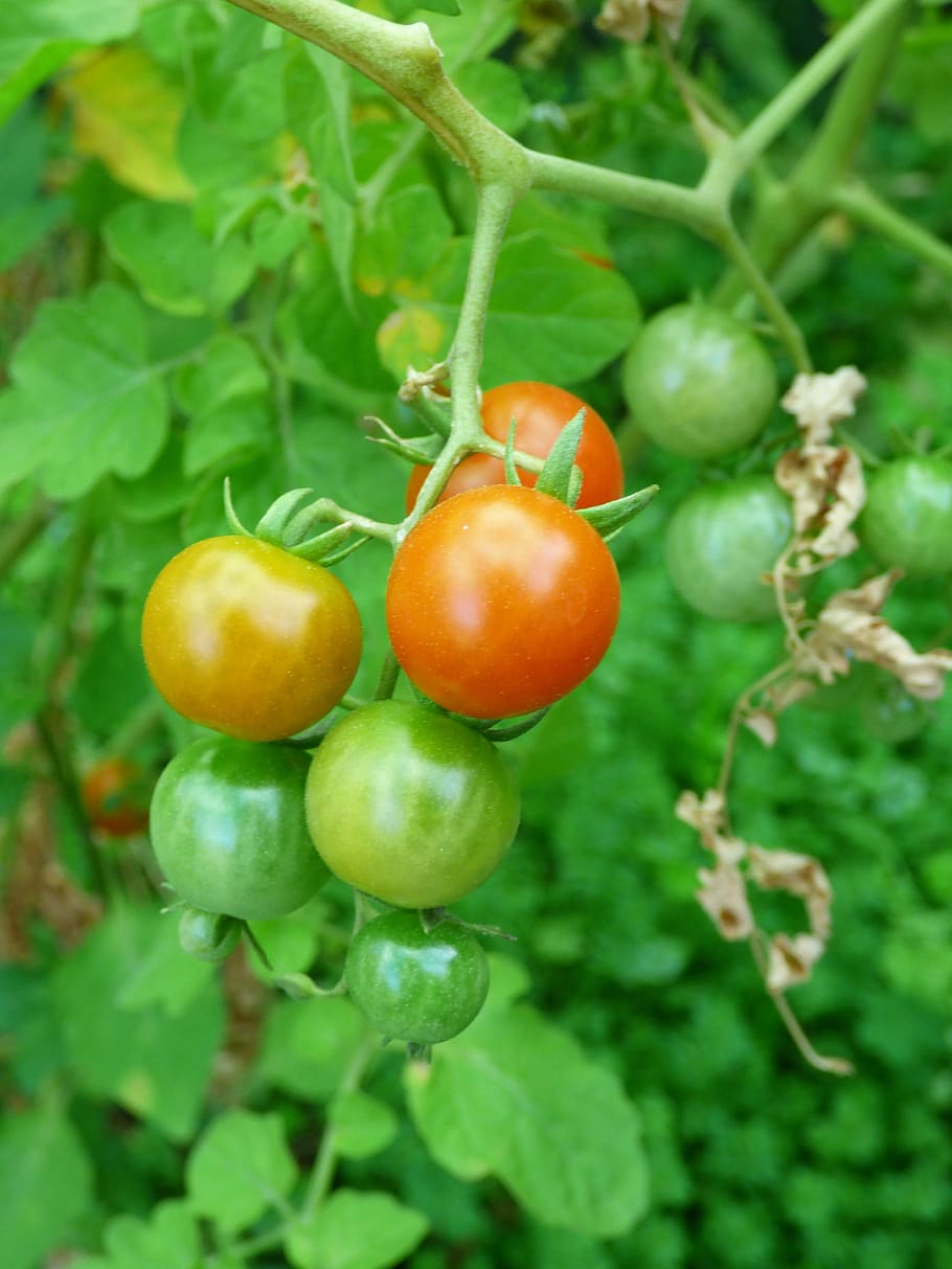 tomat, masak, hijau, merah, oranye, makanan, pertanian, matang, taman, sehat