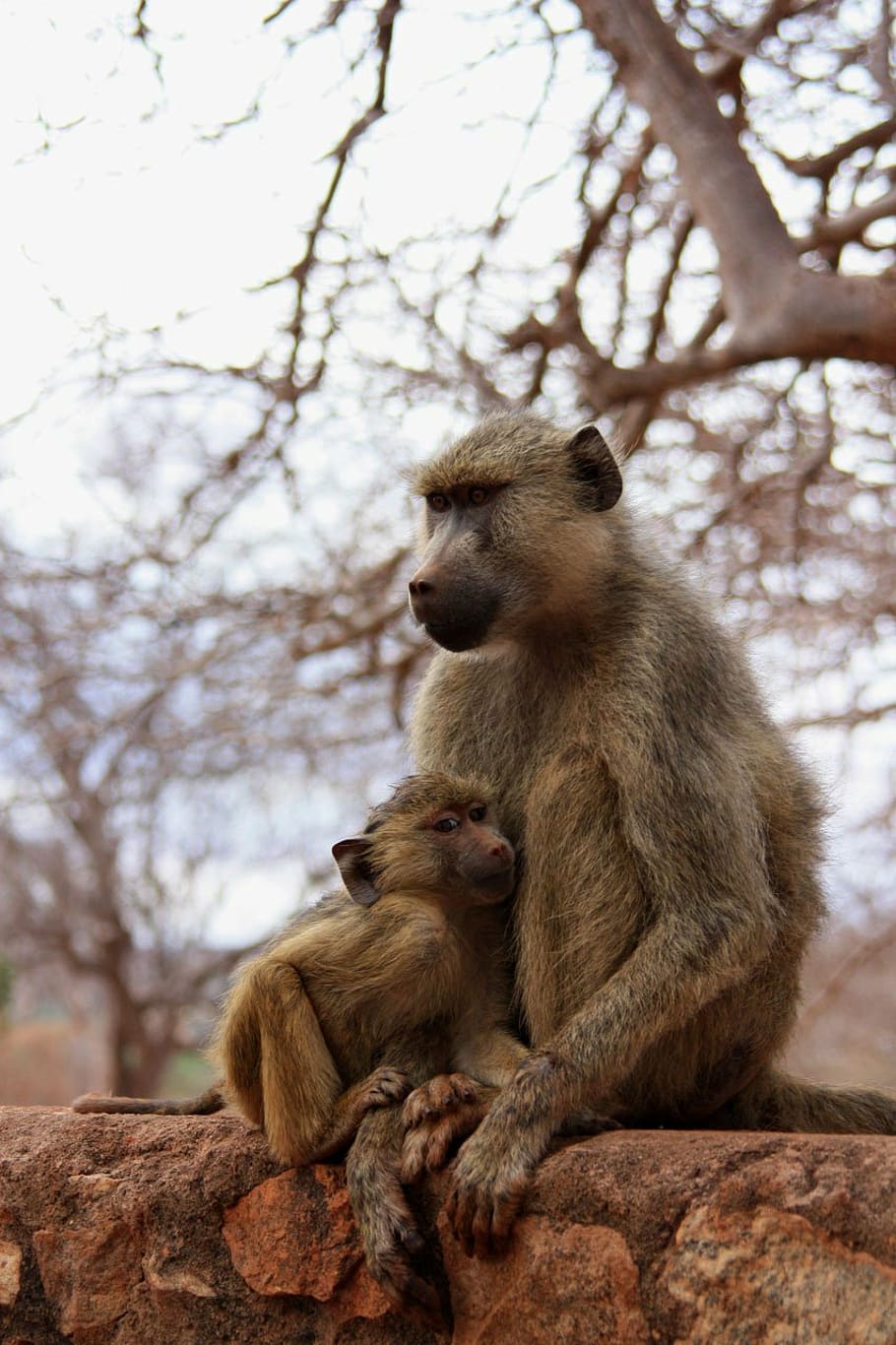 monkey, baby, animal, family, wild, mammal, safari, africa, trip, kenya