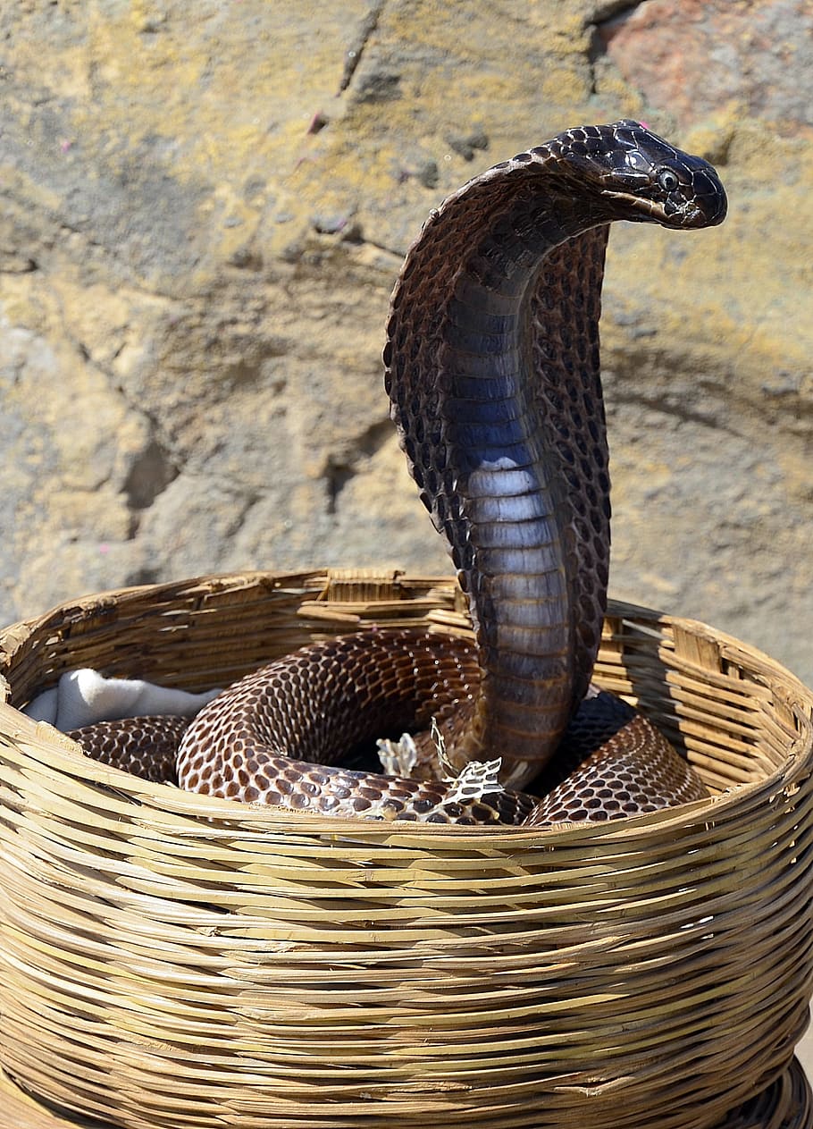 brown, cobra, inside, wicker basket, snake, reptile, basket, danger, serpent, india