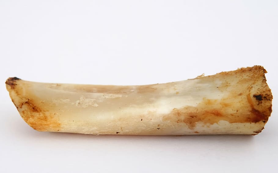 animal bone, white, background, t bone gristle, gristle, animal, beef, bone, canine, chew