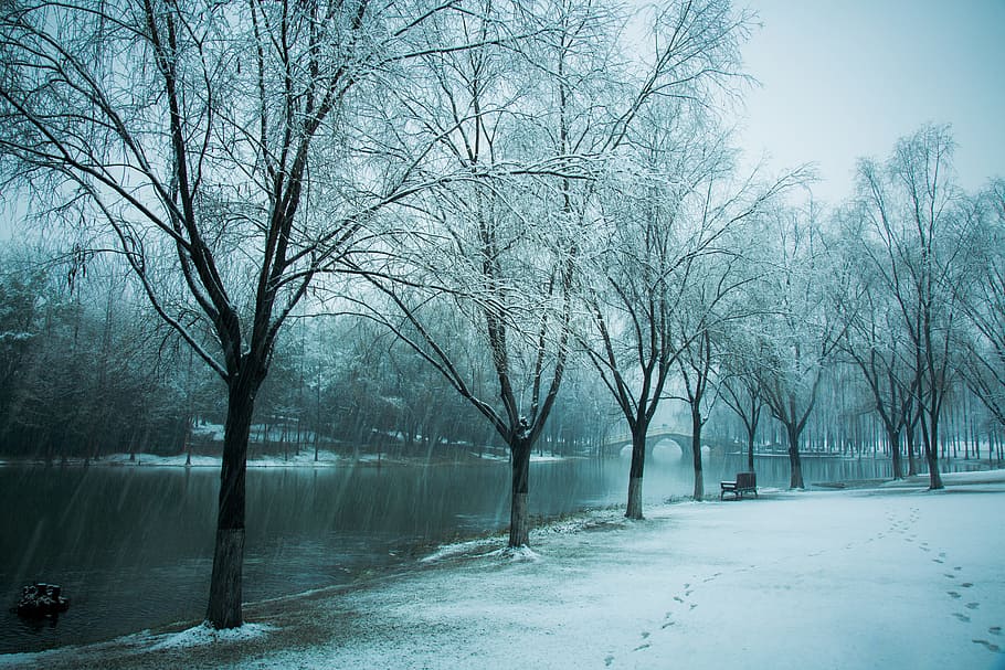 Hiromasa, lago, Universidade de Zhejiang, neve, lago hiromasa, inverno, árvore, natureza, frio - temperatura, geada