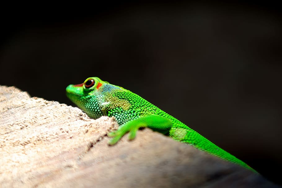 verde, lagarto, marrón, hormigón, pared, lagarto verde, animal, reptil, naturaleza, vida silvestre