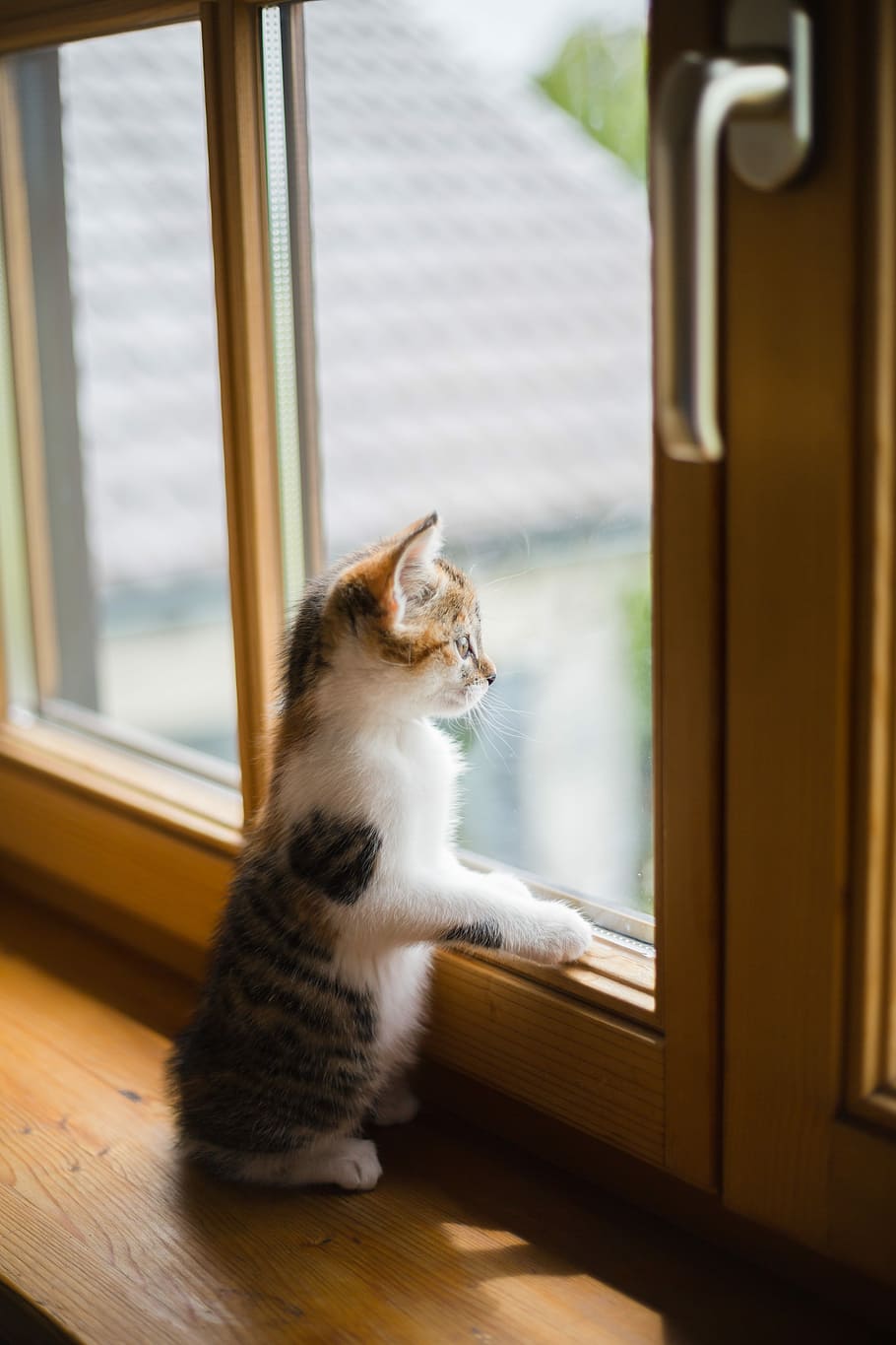 white, black, kitten, glass window, Cat, Window, Sad, Adidas, Scratch, wooden windows