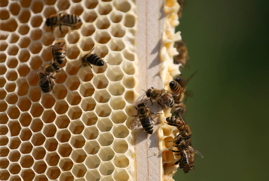 lebah, alam, makro, sarang lebah, serangga, bug, penerbangan, madu, masyarakat, madu bunga