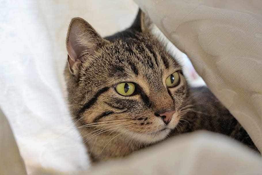 brown, tabby, lying, white, comforter, cat, curtain, tiger, domestic cat, animal