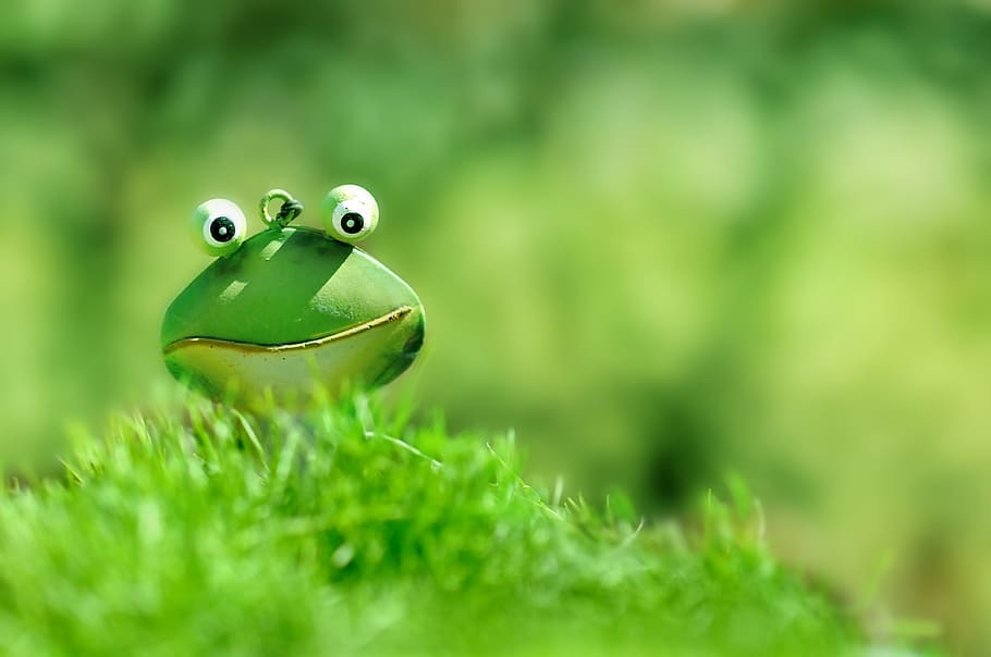 selective, focus, green, frog, daytime, green frog, grass, close, toad, bright