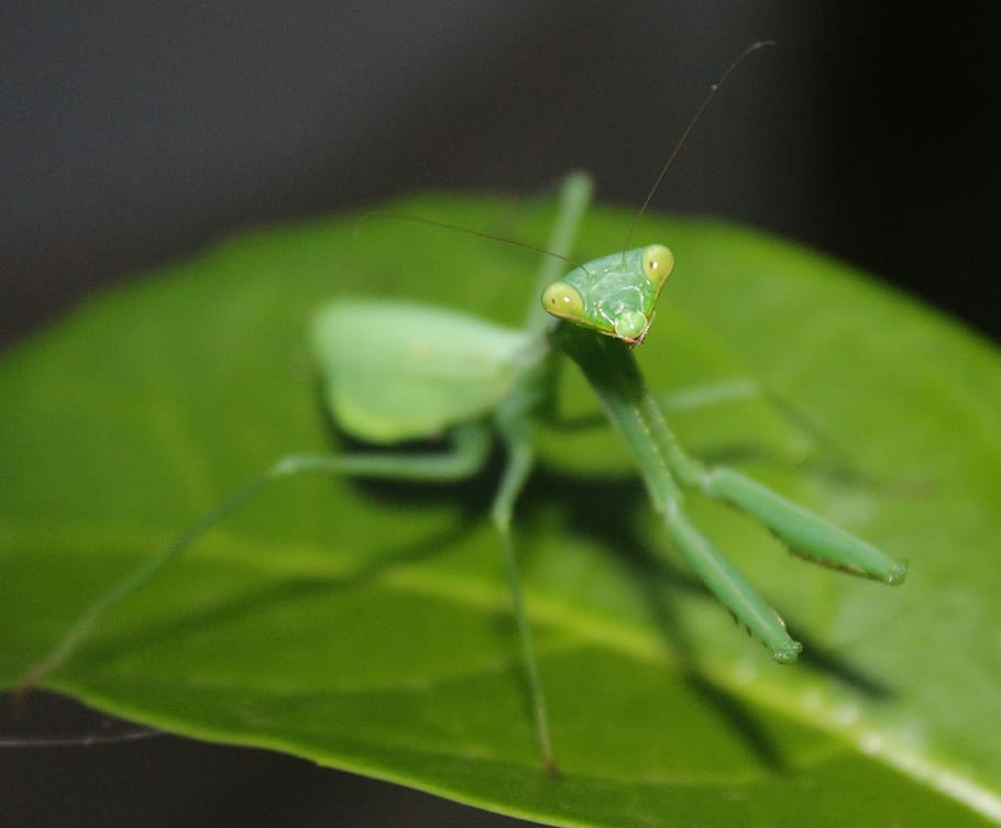 葉 昆虫 無脊椎動物 自然 カマキリ 1匹の動物 緑色 動物の野生動物 動物のテーマ 動物 Pxfuel