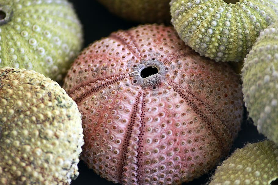 sea ​​urchin, skeletons, texture, colors, sea ​​bottom, decoration, close-up, fruit, food, sea urchin