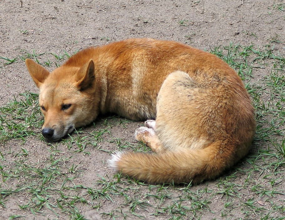 sleeping, dingo, -, Canis lupus dingo, animal, Australia, dog, mammal, public domain, wildlife