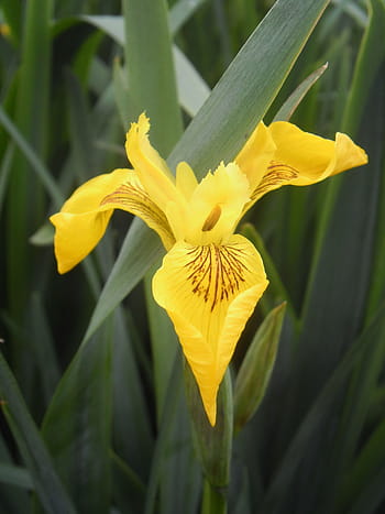 Página 23 | Fotos iris amarillo libres de regalías | Pxfuel